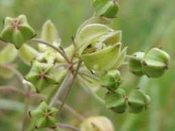 Asclepias praemorsa buds and early flower opening